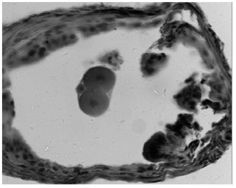 Preparation method and application of tissue slice for observing temporal-spatial distribution of early embryo development in vivo