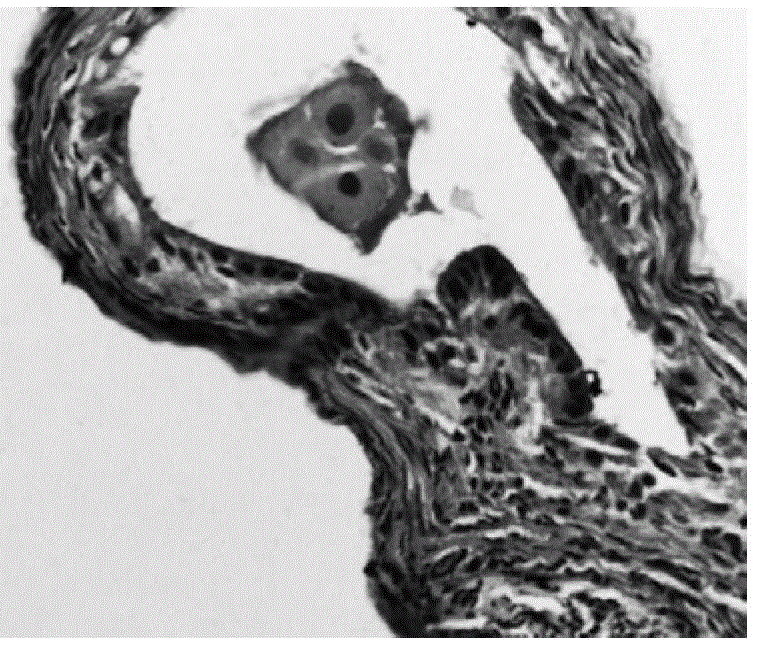 Preparation method and application of tissue slice for observing temporal-spatial distribution of early embryo development in vivo