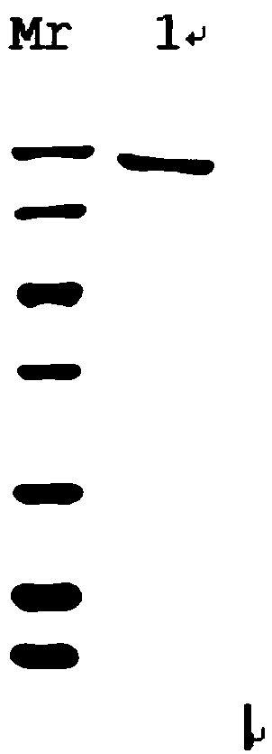 Code error-prone DNA (Deoxyribonucleic Acid) polymerase and preparation method thereof