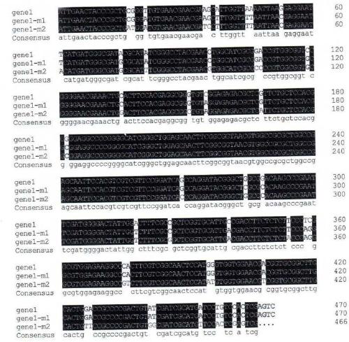 Code error-prone DNA (Deoxyribonucleic Acid) polymerase and preparation method thereof