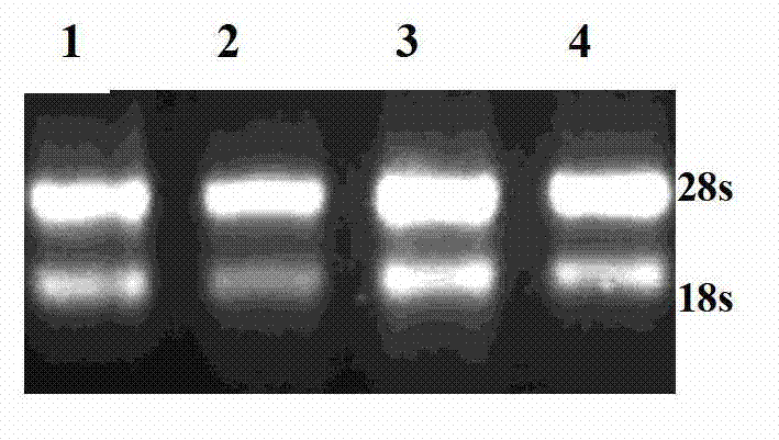 Method and special primer for simultaneously detecting cherry whether to be infected by apple chlorotic leaf spot virus and prunus necrotic ringspot virus