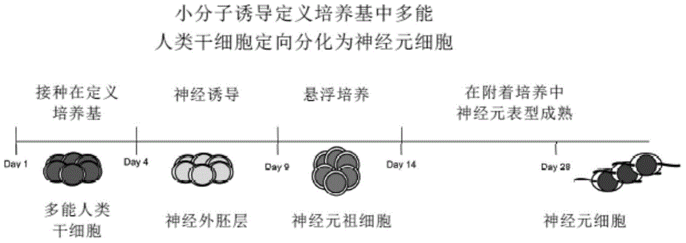 Pluripotent human stem cell technology, method and product of small molecule oriented tissue and organ regeneration