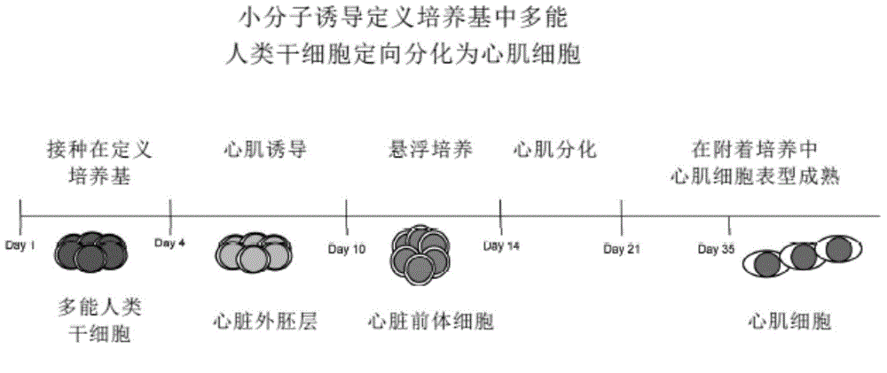 Pluripotent human stem cell technology, method and product of small molecule oriented tissue and organ regeneration