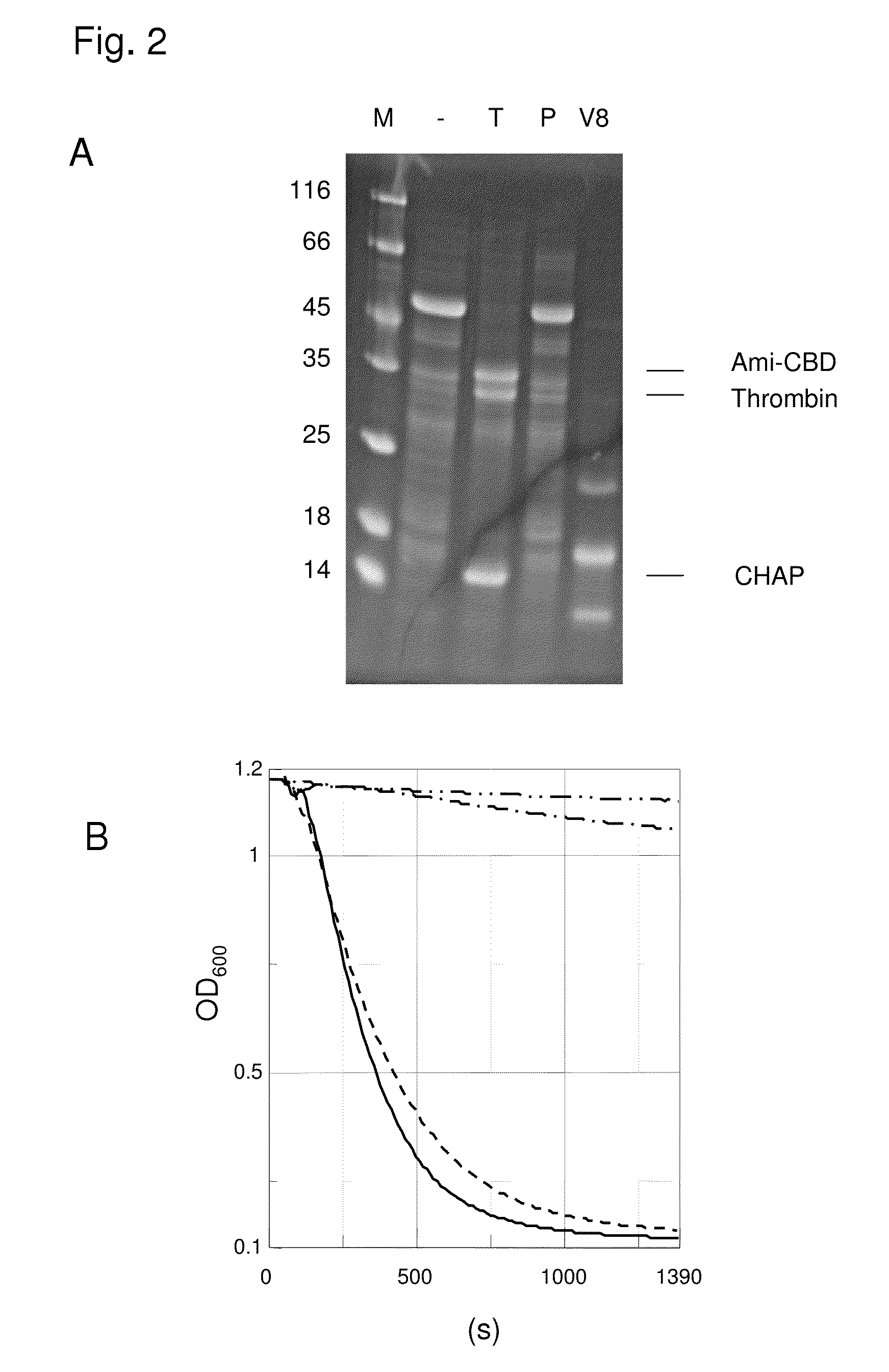 Protease stable cell wall lysing enzymes