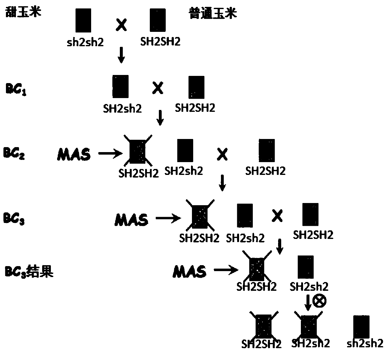 Primers for rapidly detecting sh2sh2 genotype sweet corn and application of primers