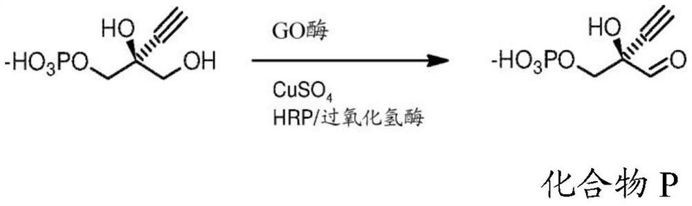 Engineered galactose oxidase variant enzymes