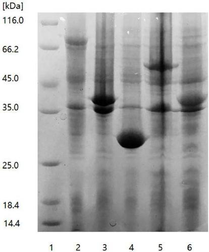 Method for preparing glutathione with enzymatic method