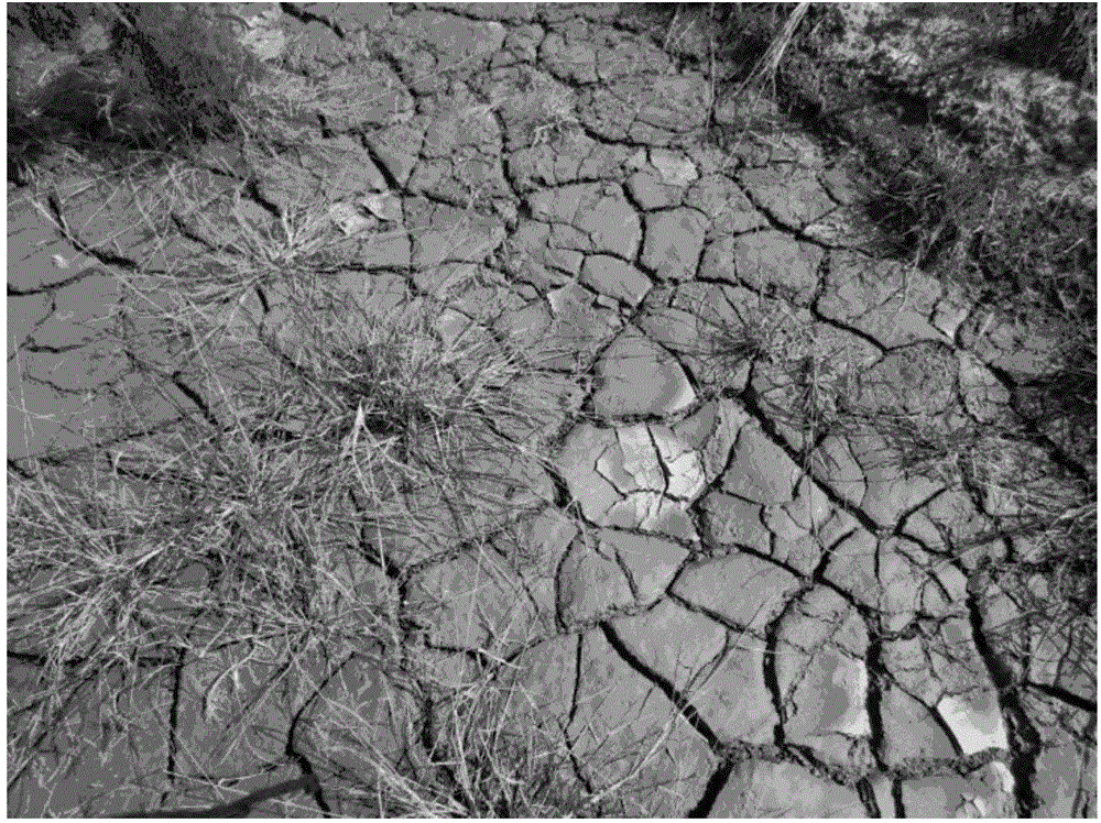 Preparation and use method of saline-alkali soil biological improver