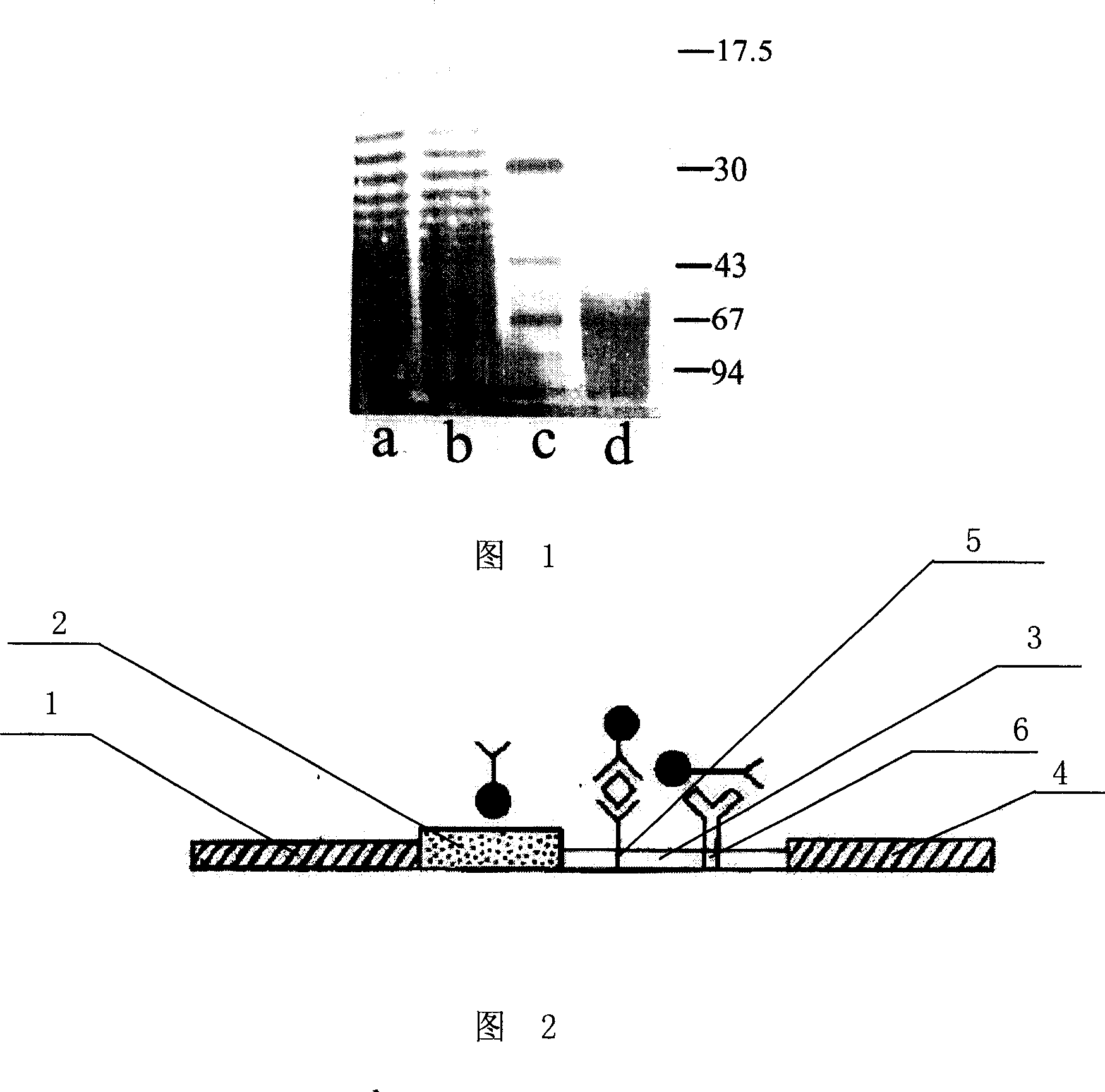 Immunological chromatographic test paper for testing francisella tularensis and its preparation method