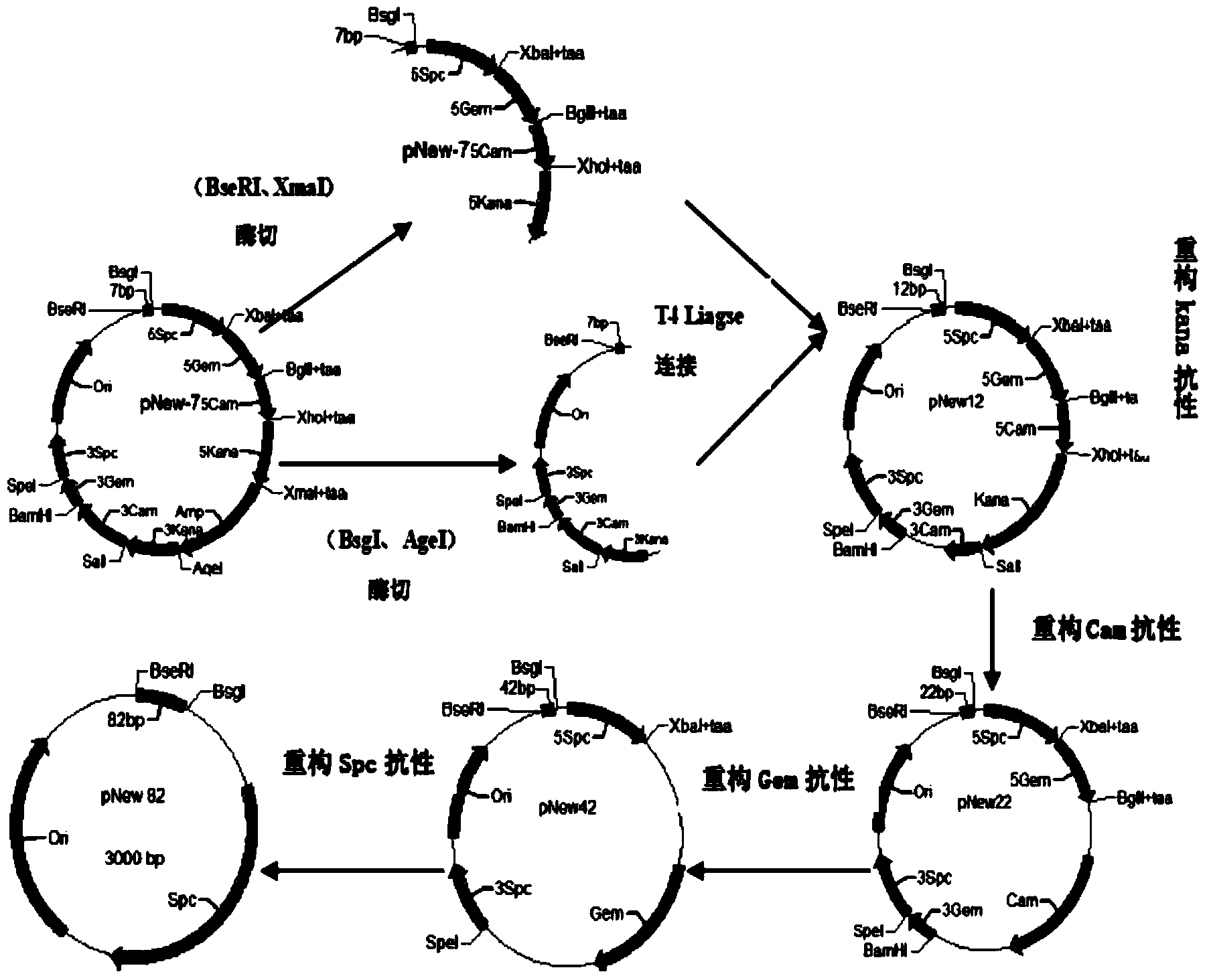 Primer-free gene synthesis method