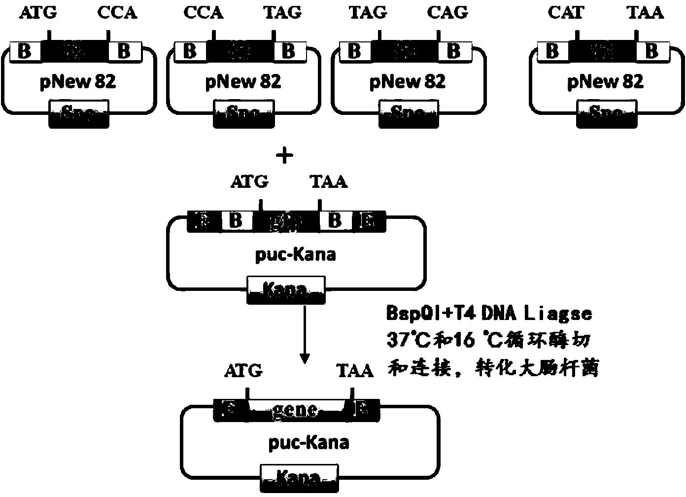 Primer-free gene synthesis method