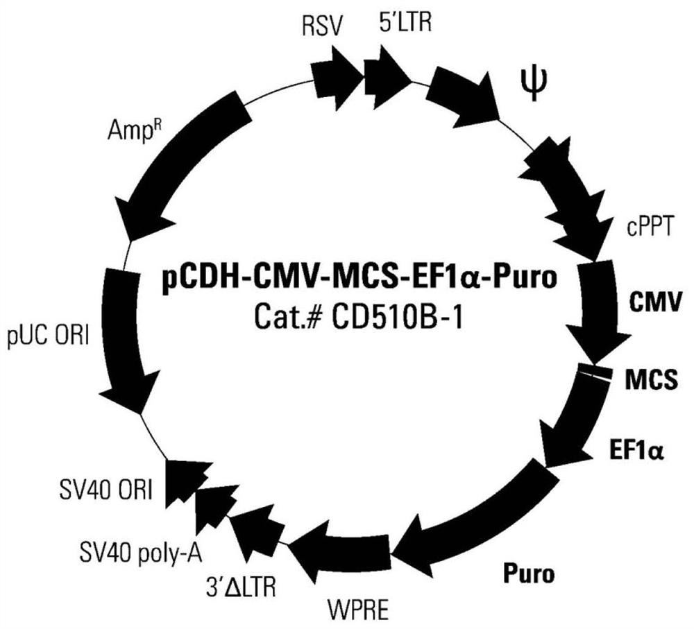 CAR vector of specific high-expression protein MSLN for targeing gastric cancer cell as well as construction method and application thereof