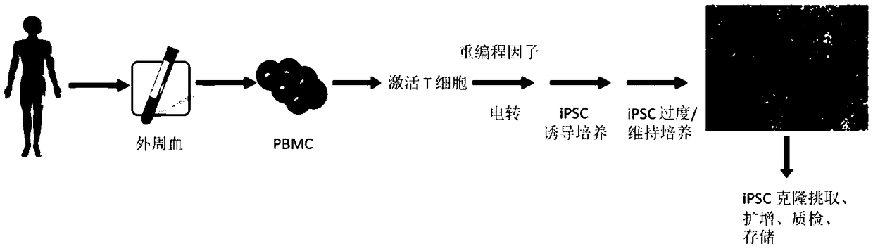 Reprogramming method for efficient inducing of T cells into multipotent stem cells