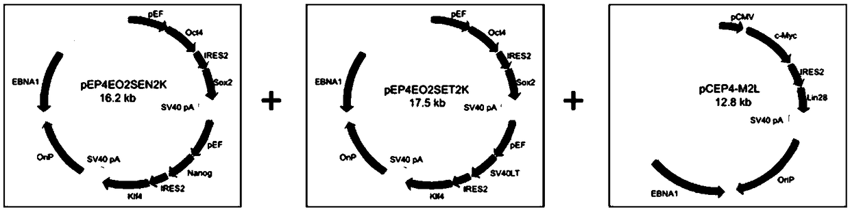 Reprogramming method for efficient inducing of T cells into multipotent stem cells