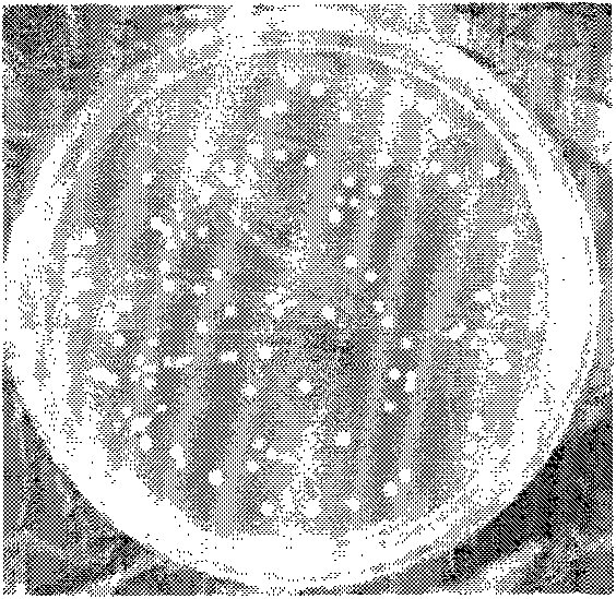 Method for preparing probiotic microcapsules by using electrostatic spraying