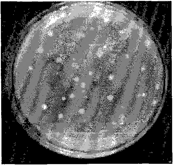 Method for preparing probiotic microcapsules by using electrostatic spraying