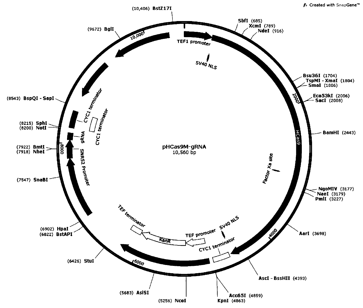 Recombinant yeast strain and application thereof