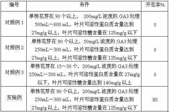 A method for promoting early flowering of Rhizoma japonica in open field cultivation