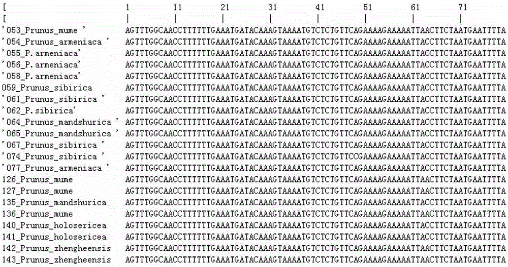 Specific primer pair for identification of spermatophyte species and applications of specific primer pair