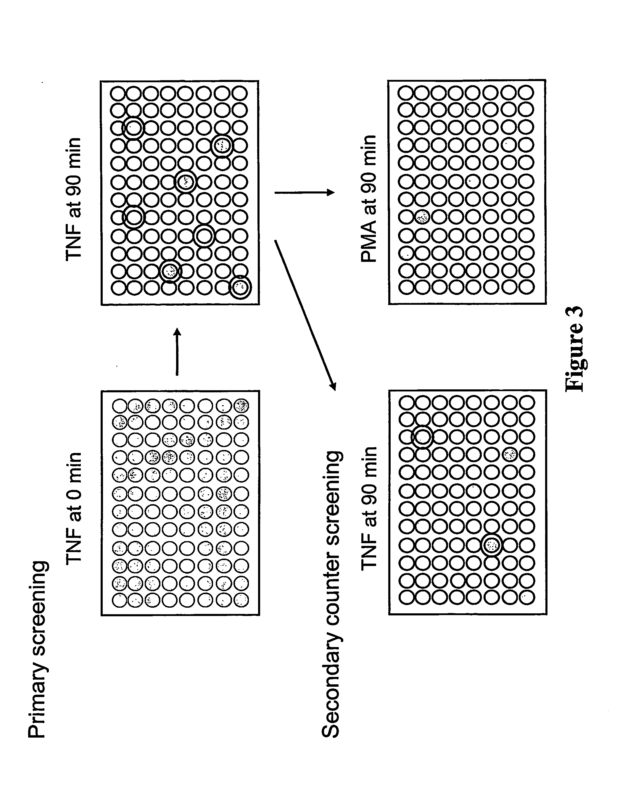 Treating an inflammatory disorder or inhibiting respiratory burst in adherent neutrophils with chemical inhibitors of neutrophil activation