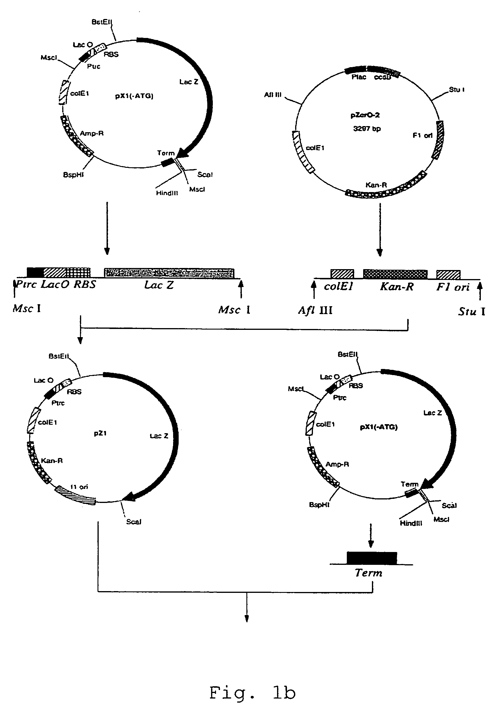 Transformant for screening of inhibitors for human immunodeficiency virus