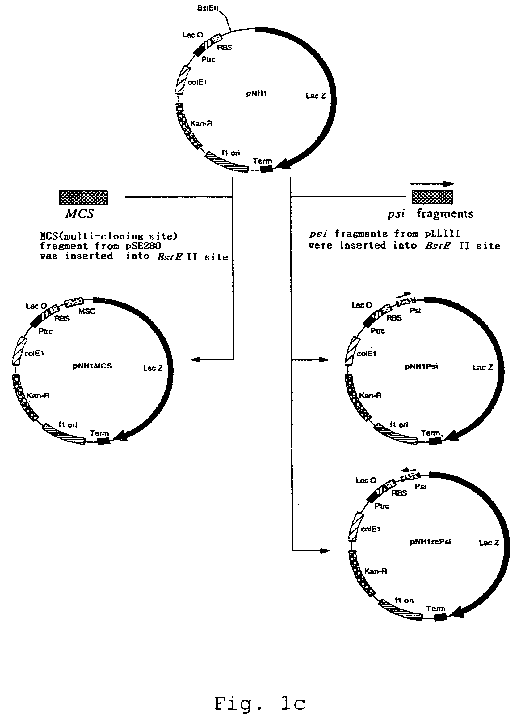 Transformant for screening of inhibitors for human immunodeficiency virus