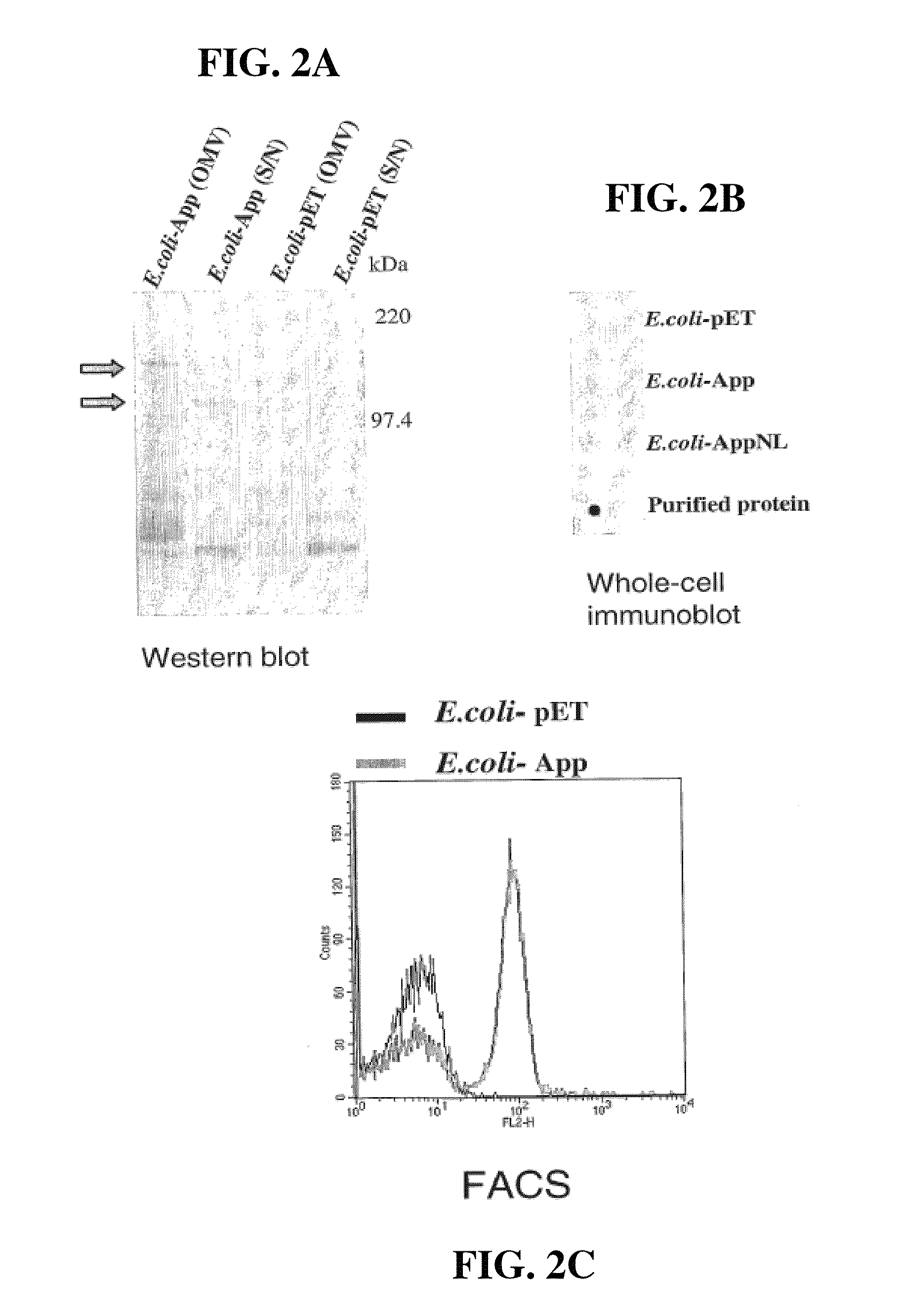 Meningococcus adhesins nada, app and orf 40