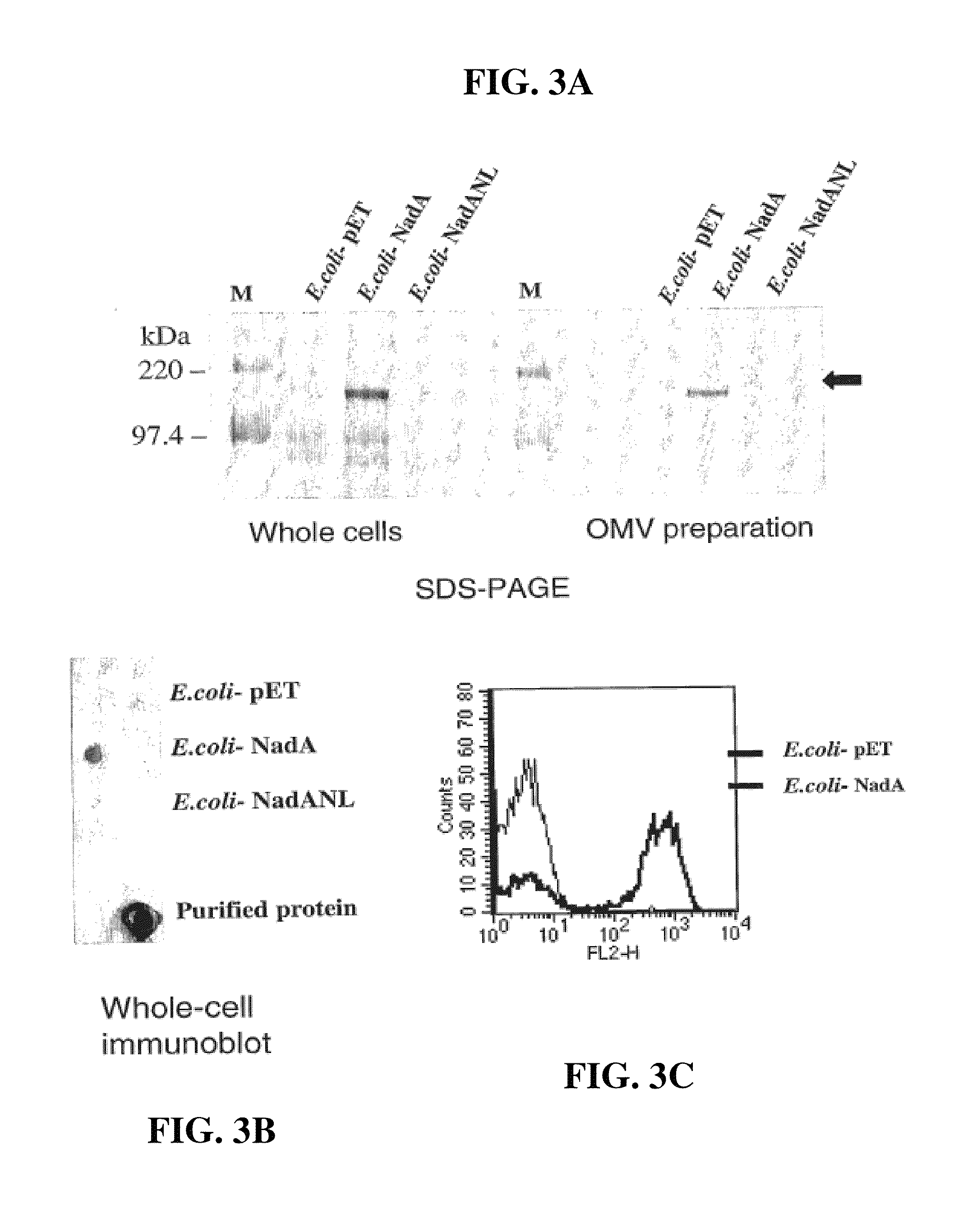 Meningococcus adhesins nada, app and orf 40