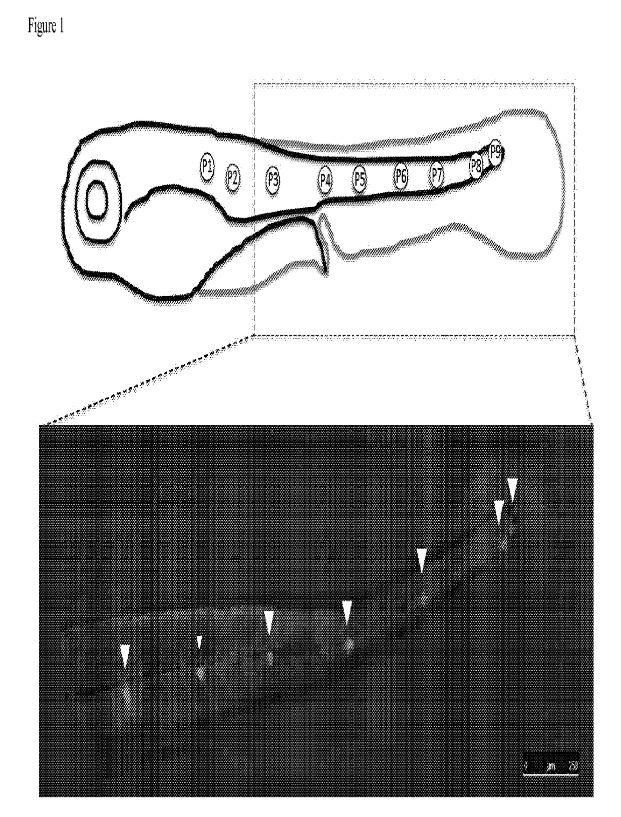 Systems and methods for screening ototoxic, otoprotective, and otoregenerative compounds using aquatic models