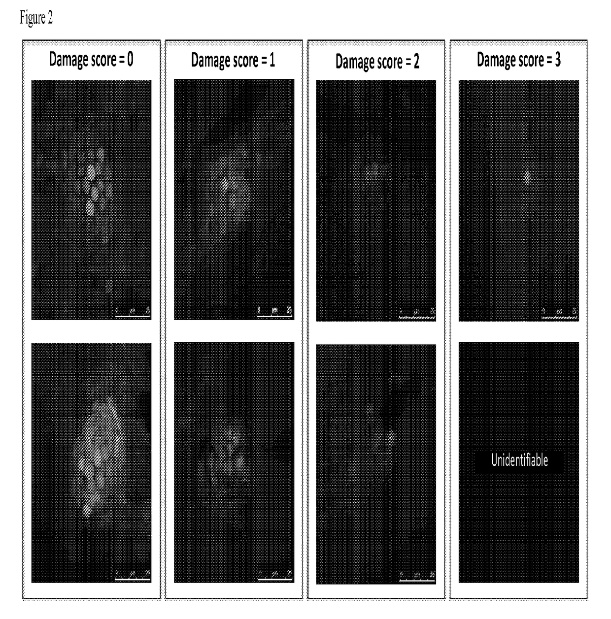 Systems and methods for screening ototoxic, otoprotective, and otoregenerative compounds using aquatic models