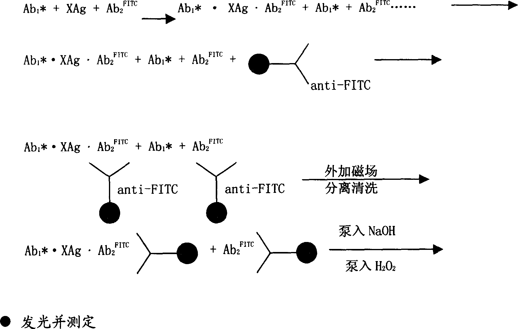 Magnetic separating direct chemical illuminating reagent and testing method using the same reagent