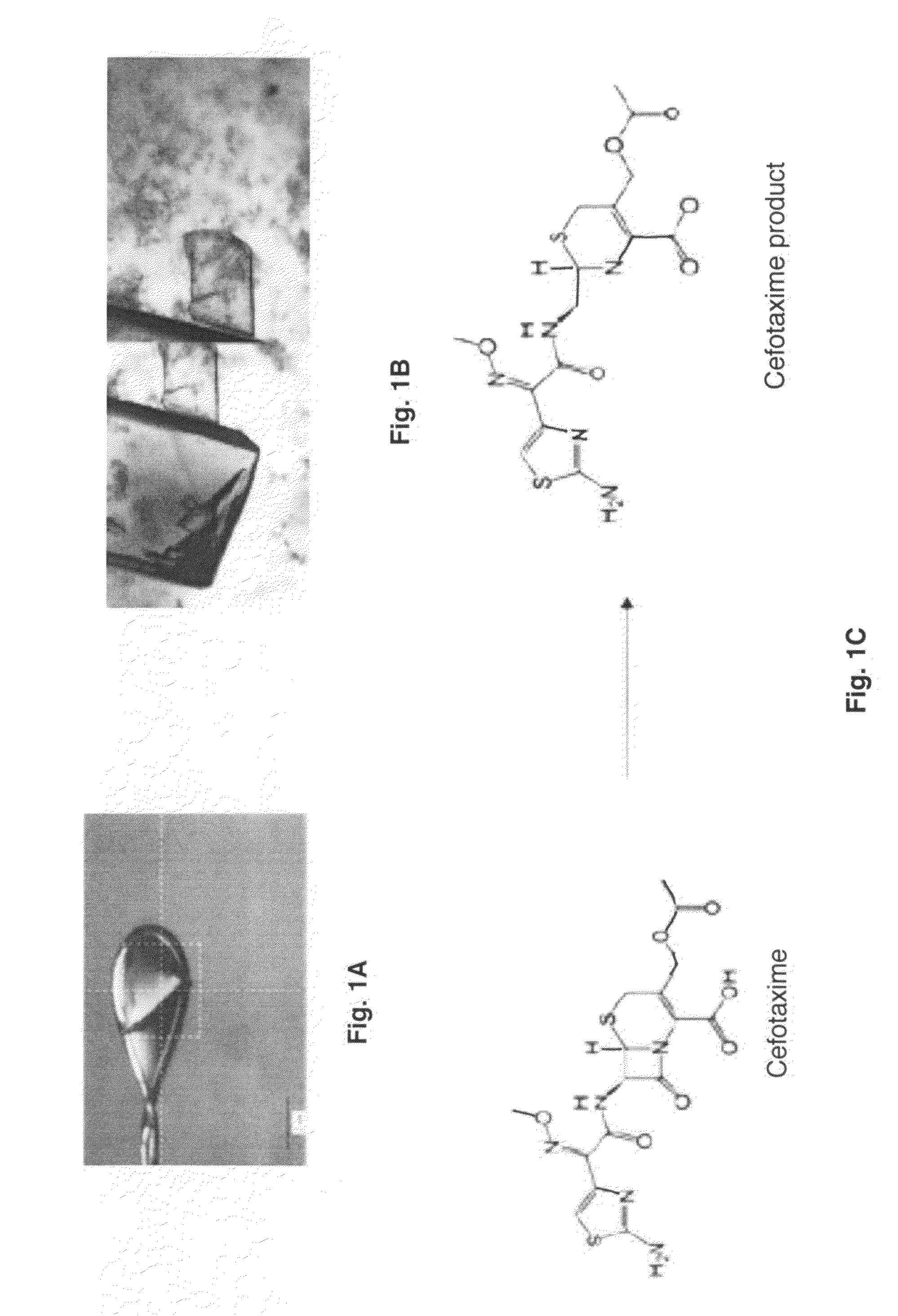 Use of bacterial beta-lactamase for in vitro diagnostics and in vivo imaging, diagnostics and therapeutics