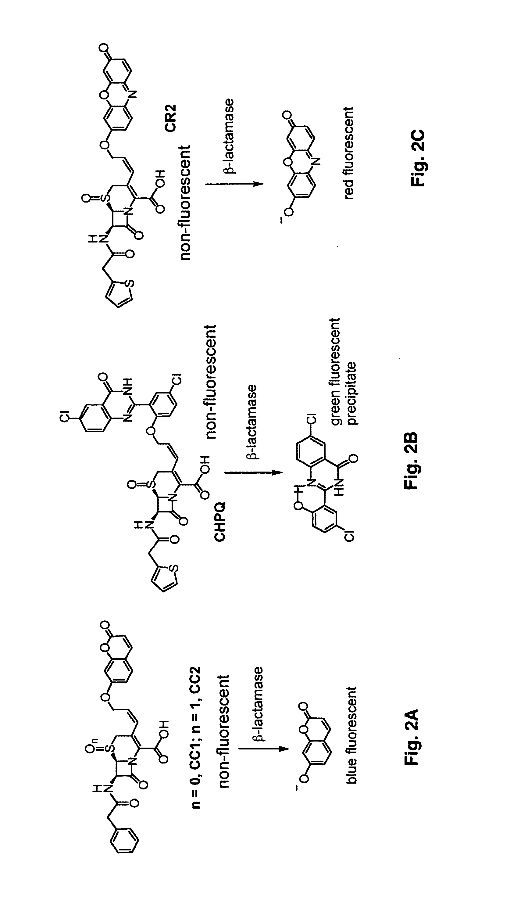 Use of bacterial beta-lactamase for in vitro diagnostics and in vivo imaging, diagnostics and therapeutics