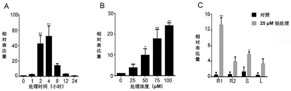 Aluminum-resistant related gene GsERF1 and encoding protein and application thereof