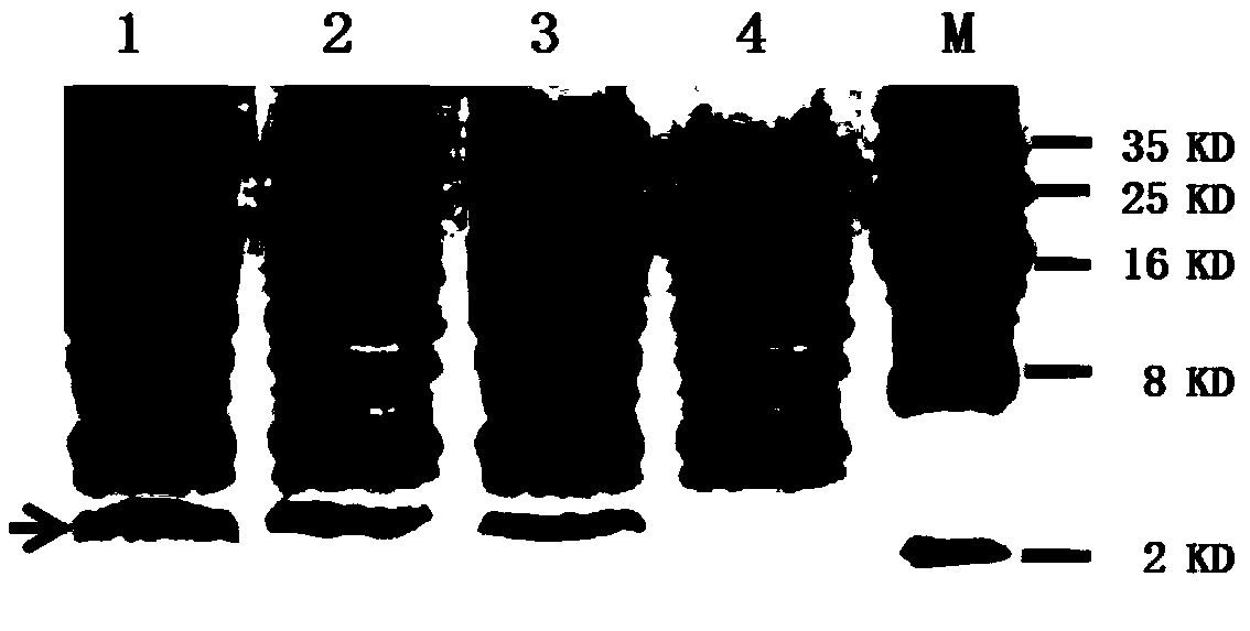 Hybrid antibacterial peptide Mel-MytB and application thereof