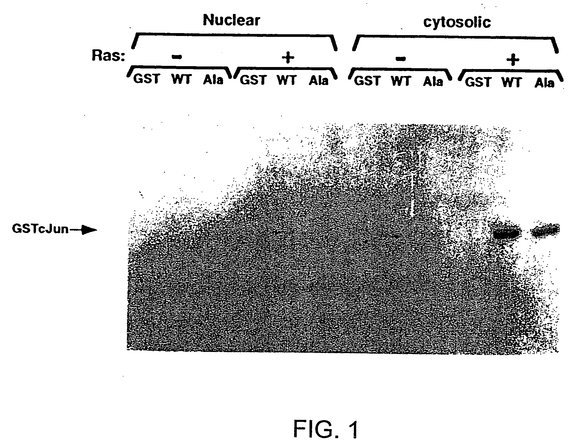 Oncoprotein protein kinase