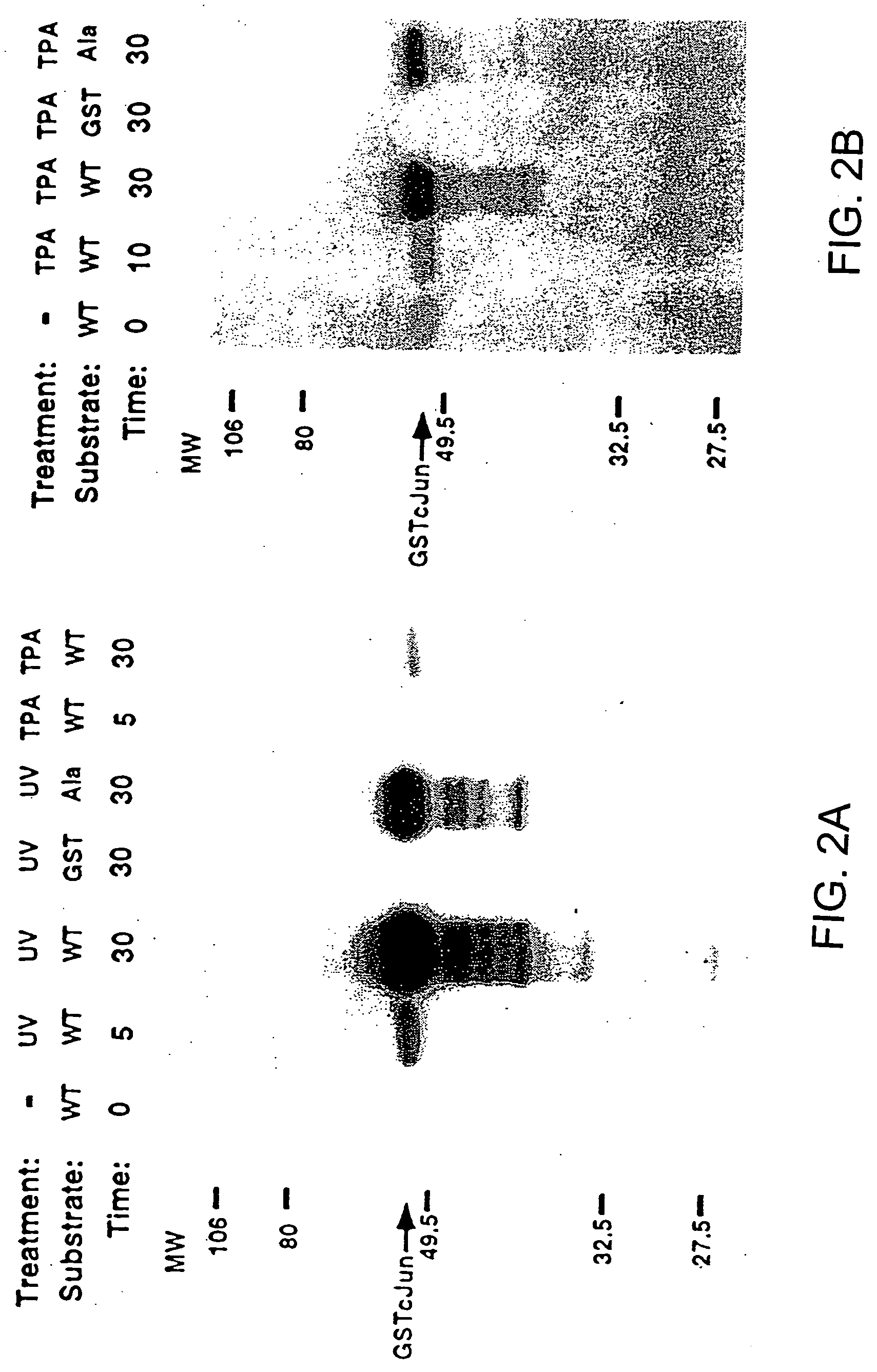 Oncoprotein protein kinase