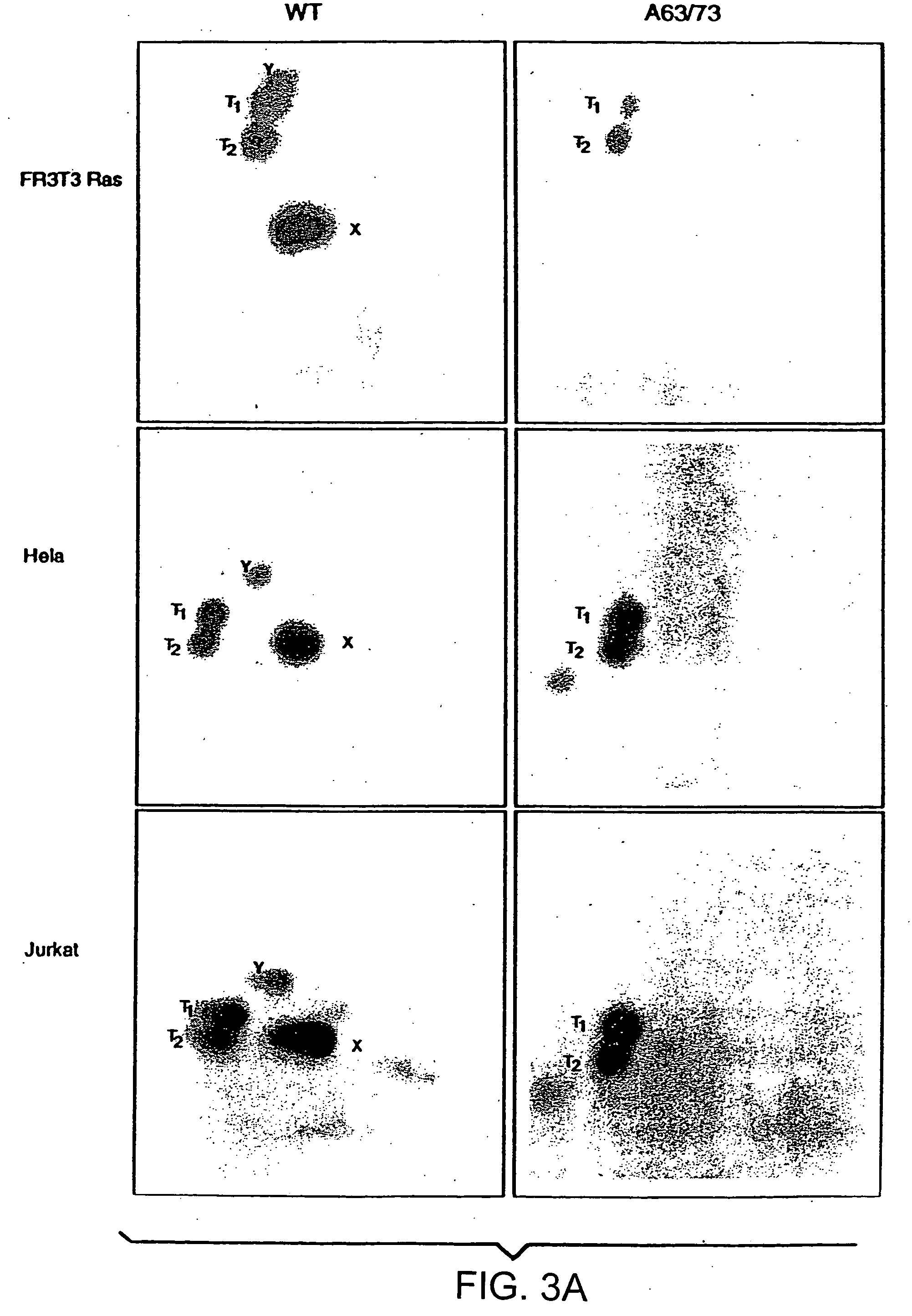 Oncoprotein protein kinase