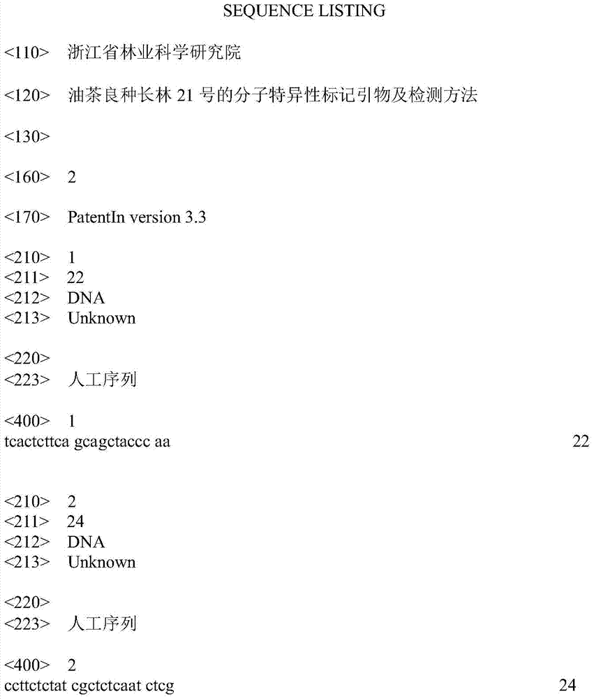 Molecular-specific marker primers and detection methods of Camellia oleifera Variety Changlin 21