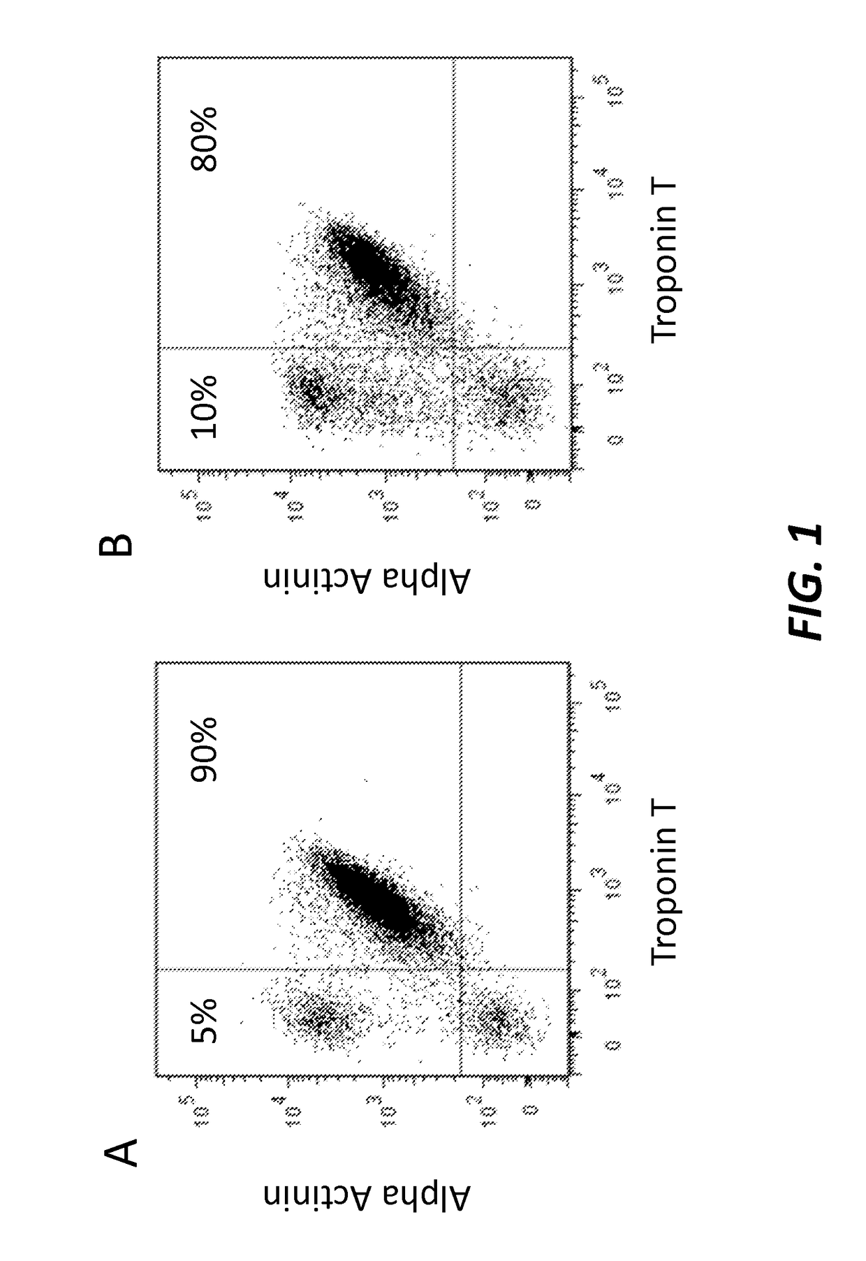 Method for differentiation of pluripotent stem cells into cardiomyocytes