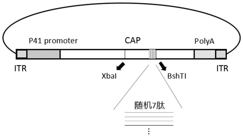 Adeno-associated virus mutant and application thereof