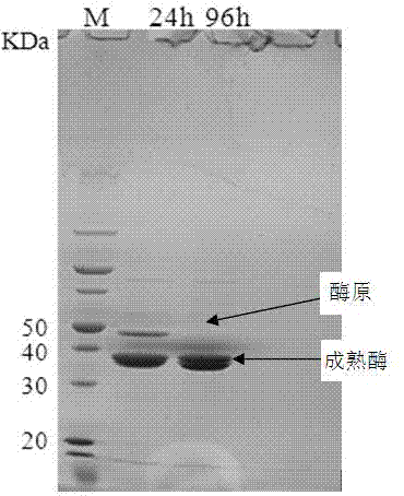 Method for producing microbial transglutaminase by use of pro-transglutaminase