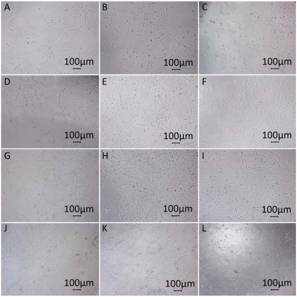 Grifolan extracting method and pharmaceutical application thereof