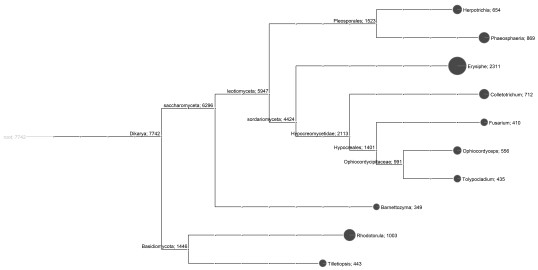 The ribosomal RNA gene and application of erysiphe alphitoides pathogenic tussah powdery mildew