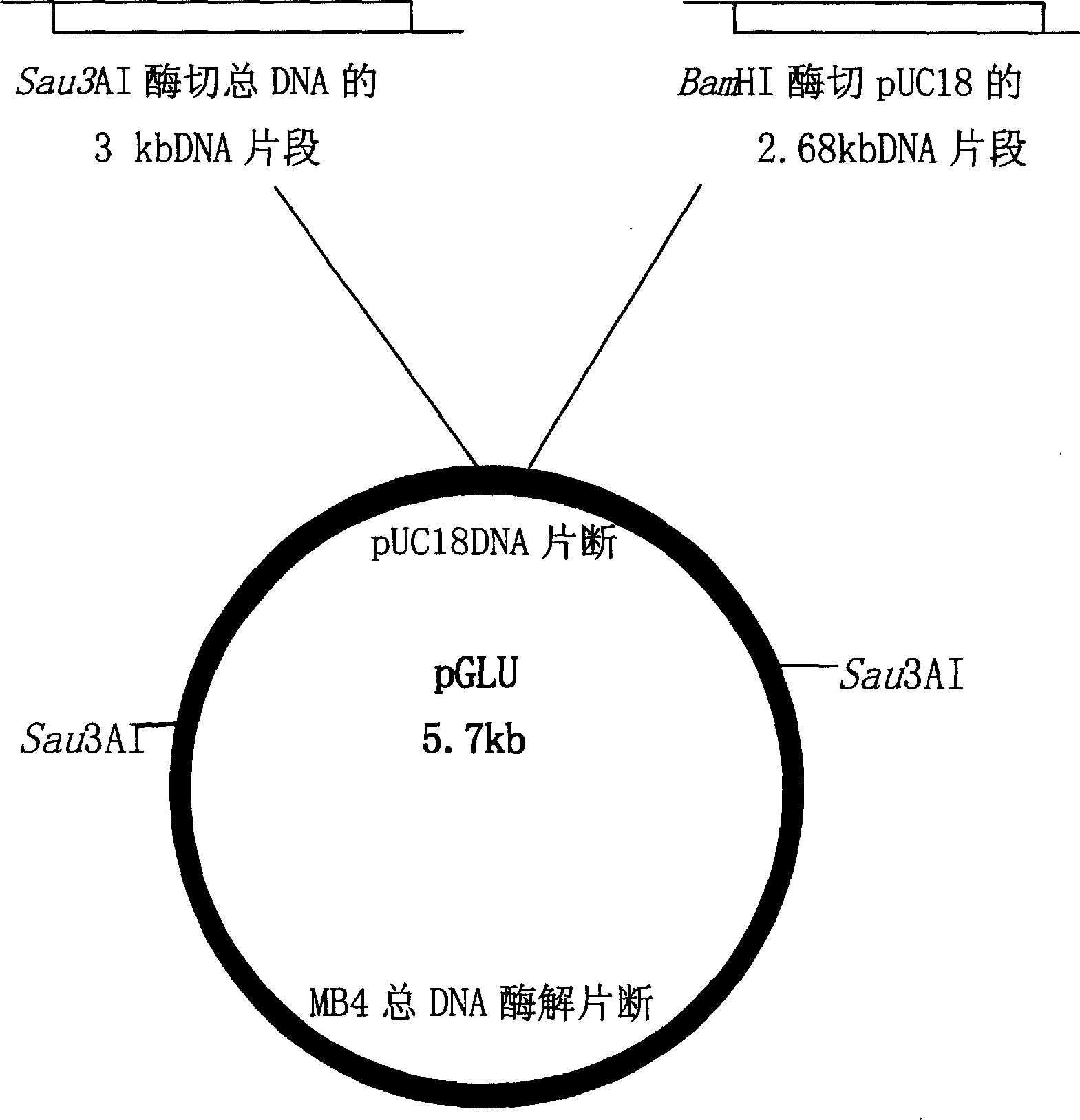 High temperature lipase, coding gene order and uses thereof