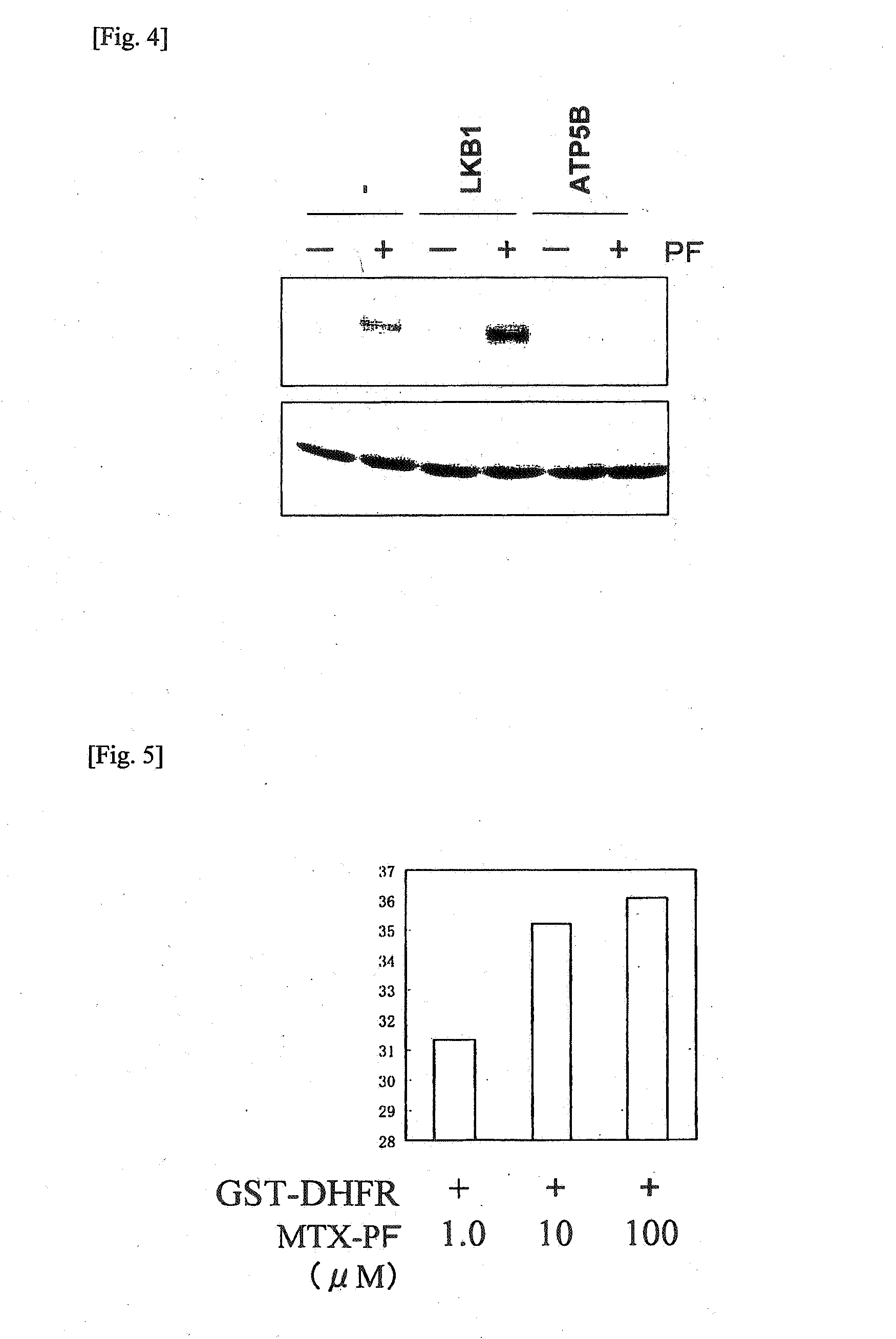 Method for identifying target protein of drug and method for screening therapeutic agent for diabetes using the target protein