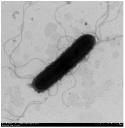 A strain of clostridia with methylamine degrading ability and its application