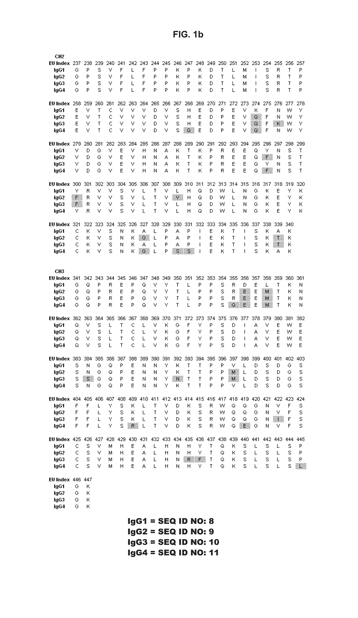 Novel immunoglobulin variants