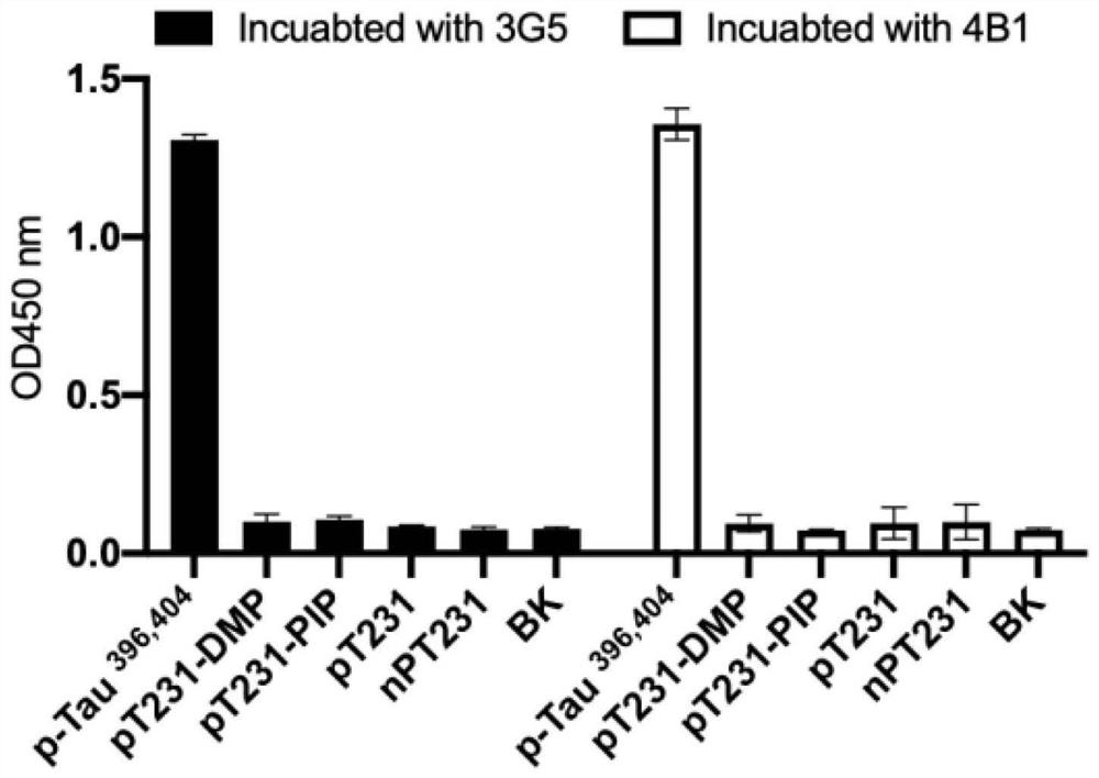 Hybridoma cell strain secreting anti-serine phosphorylated tau protein monoclonal antibody