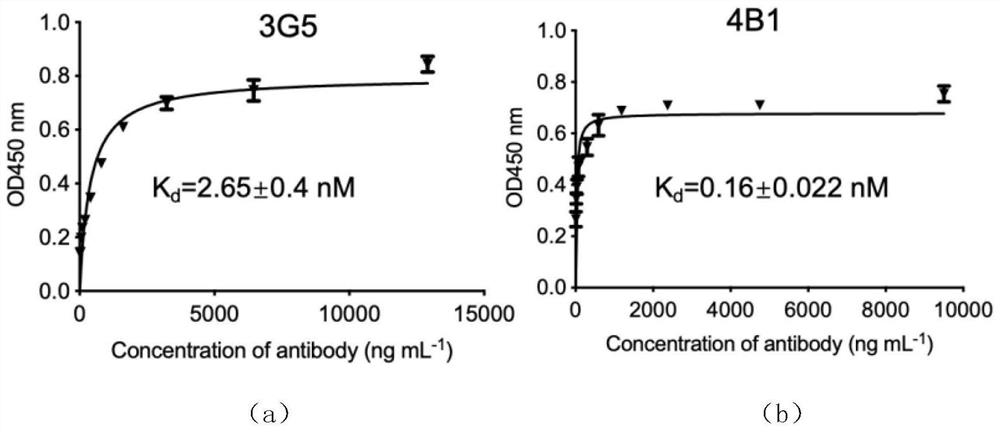 Hybridoma cell strain secreting anti-serine phosphorylated tau protein monoclonal antibody